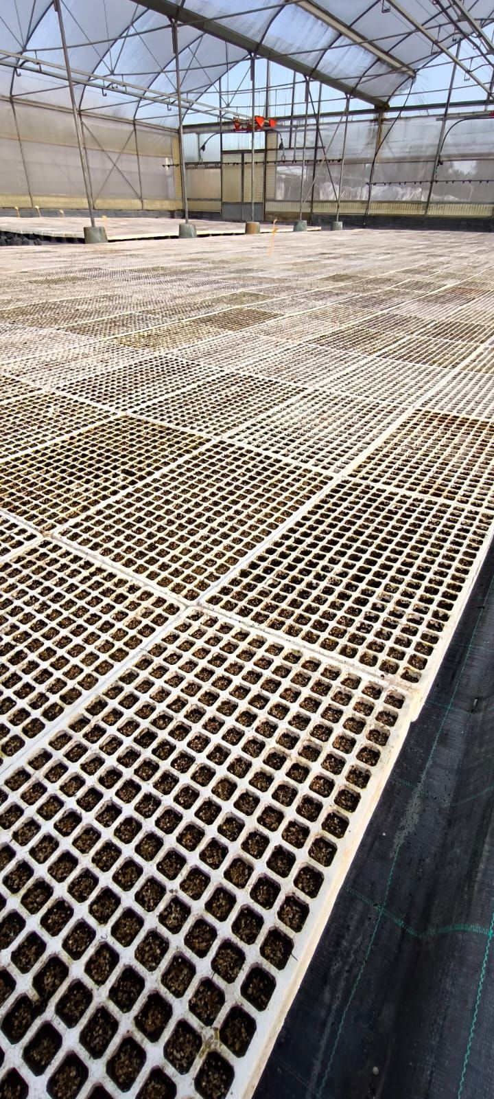 serra piante