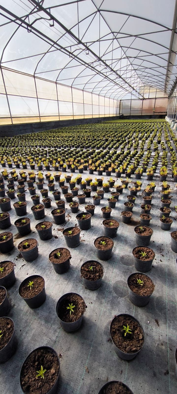 produzione piante orticole
