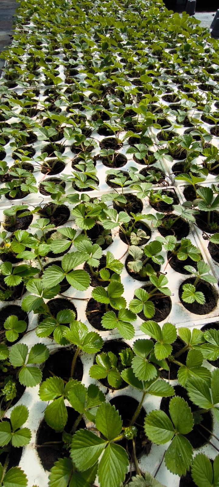 piante orticole