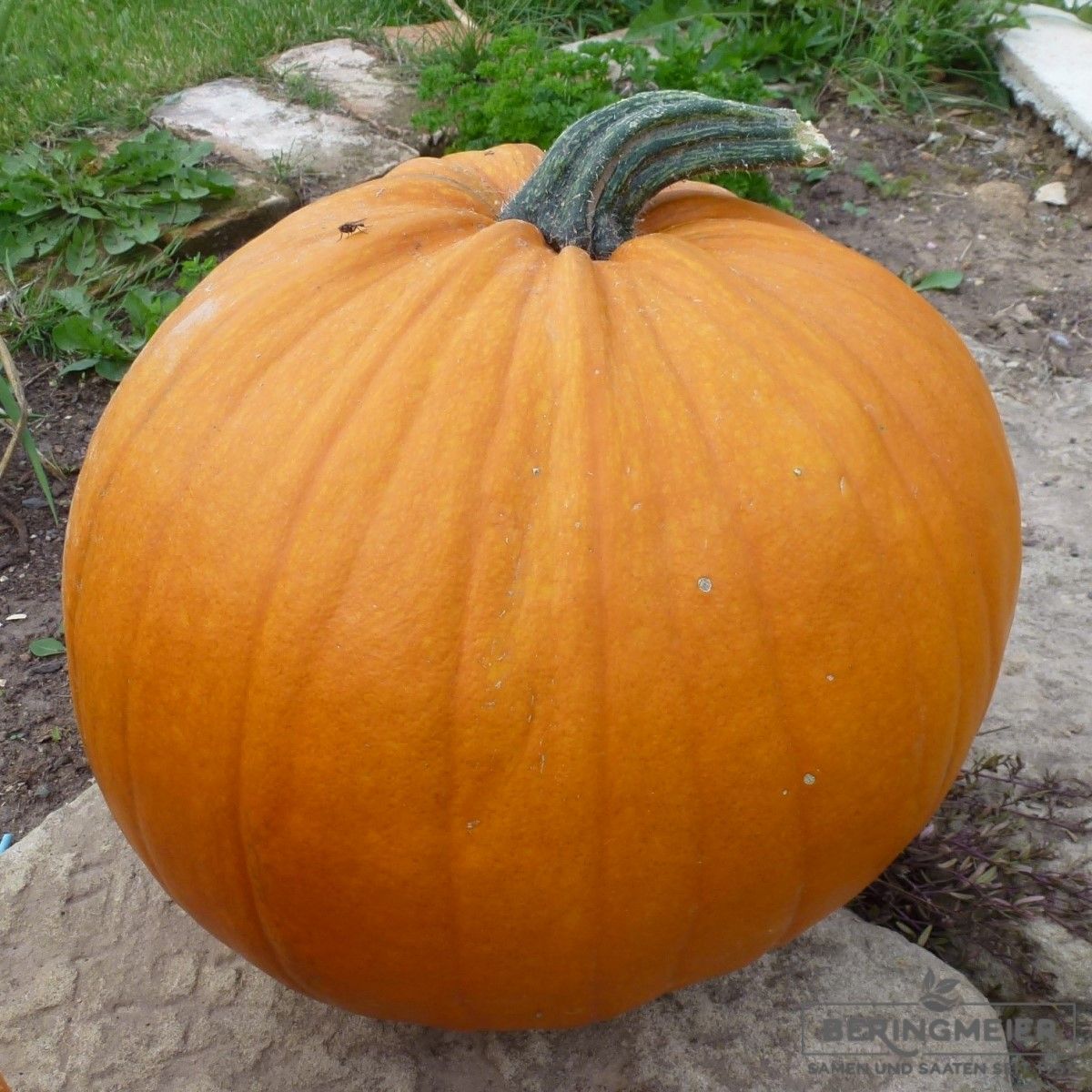 Zucca