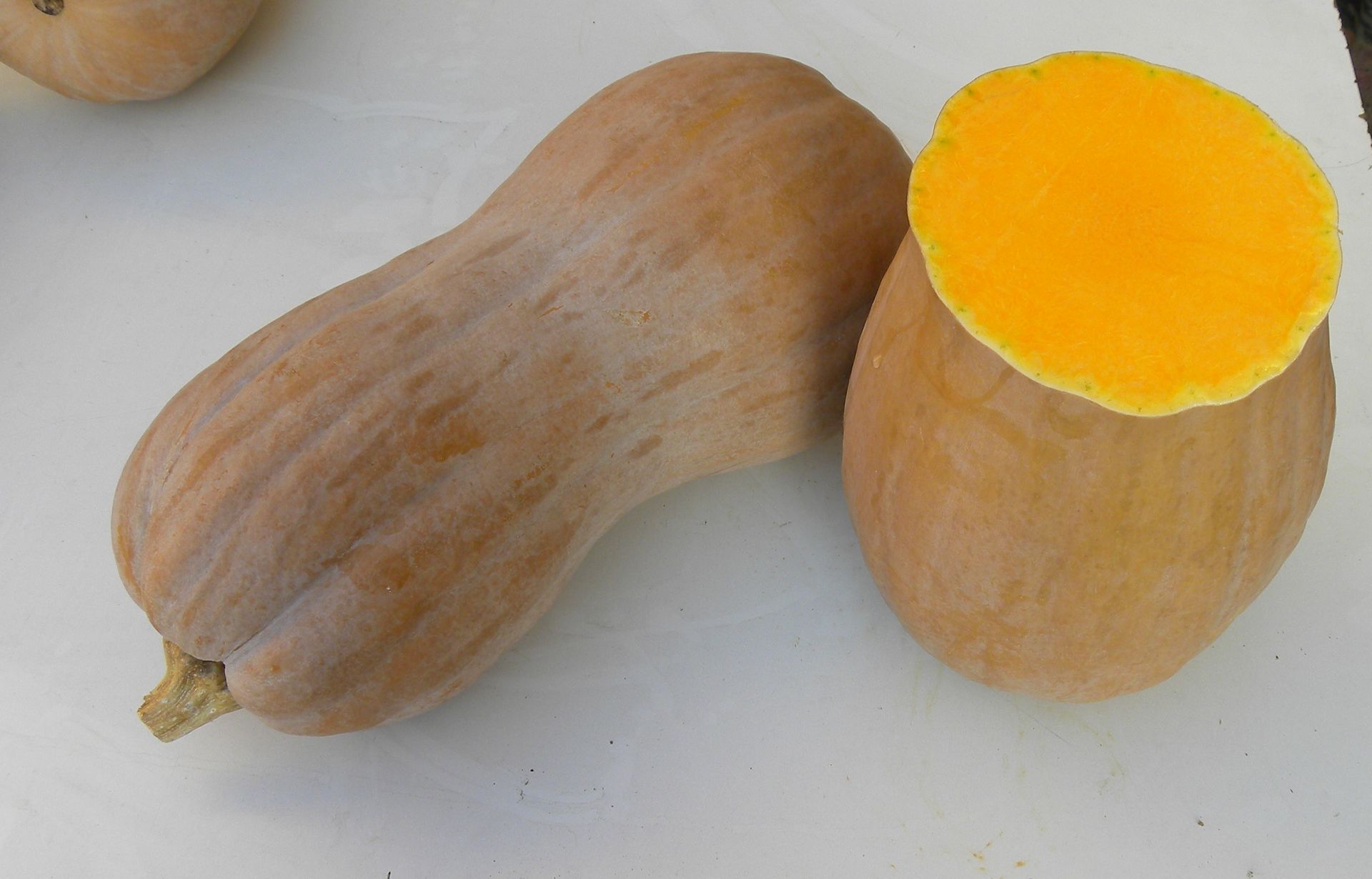 Zucca violina
