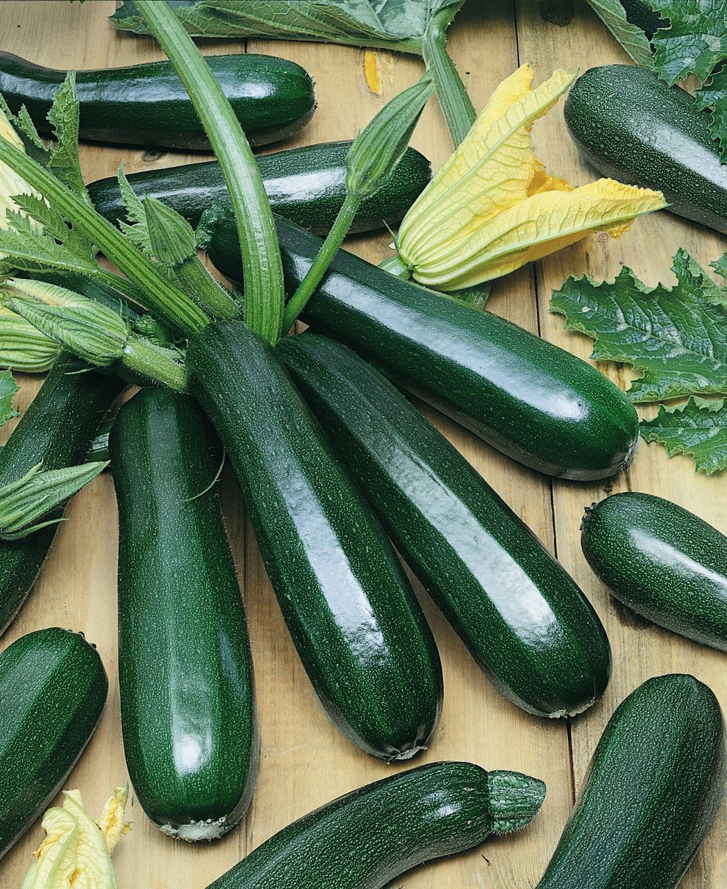Zucchina verde