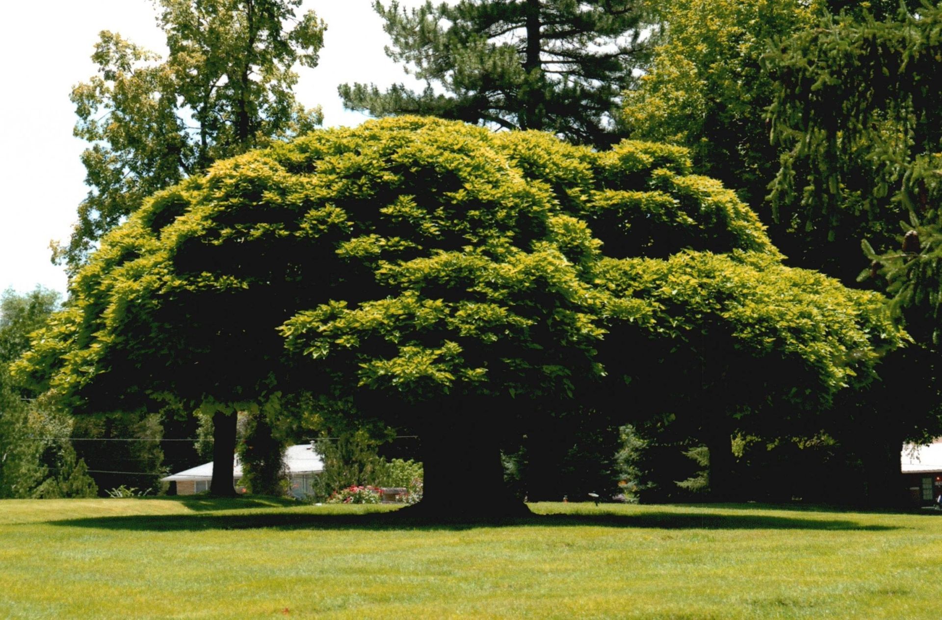 Large, low-spreading green tree in a grassy park with other trees in the background