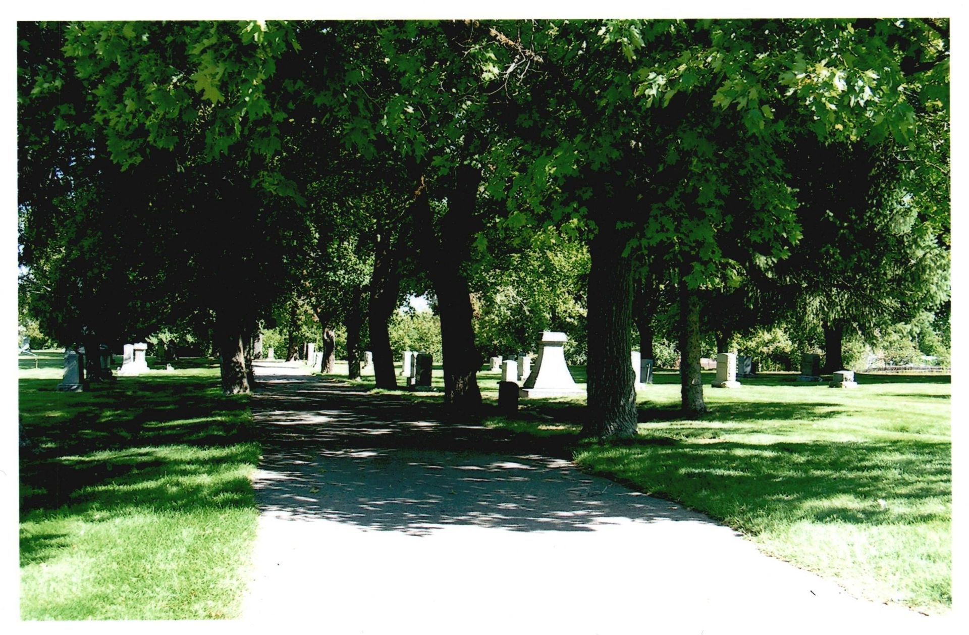 Tree-lined park path with sunlight and shade across green grass