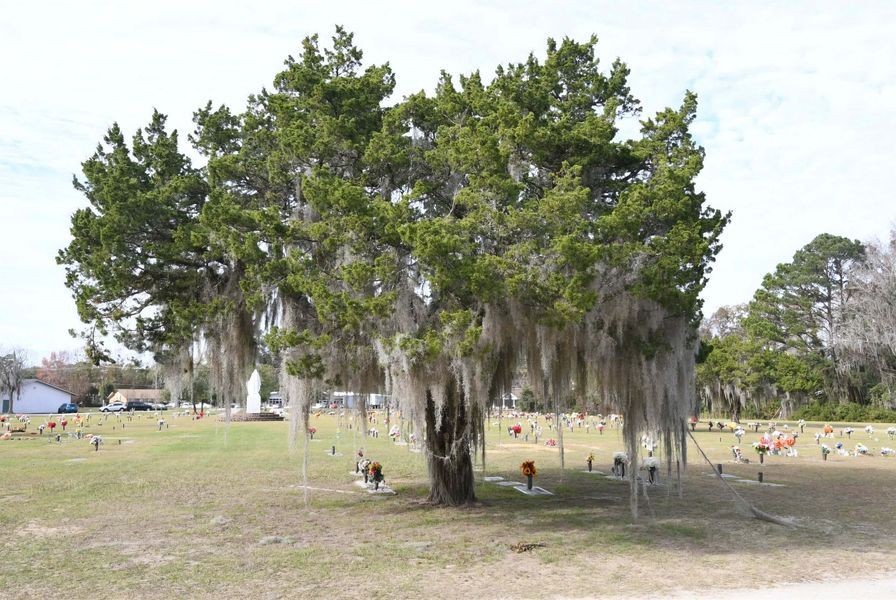 Large leafy tree with hanging moss in a grassy park, with a few people and small dogs nearby.
