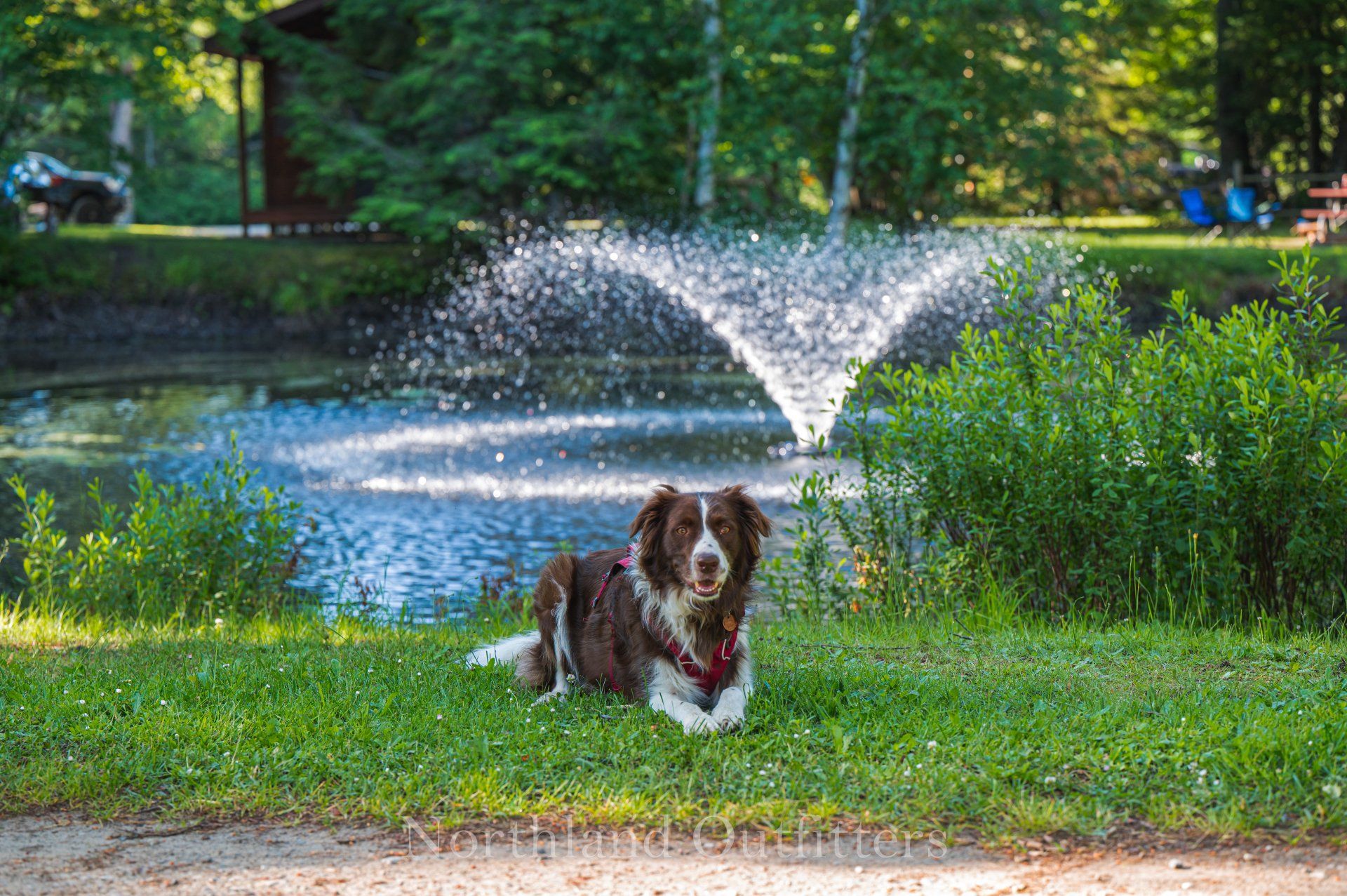 dog in front of fountain in a pond