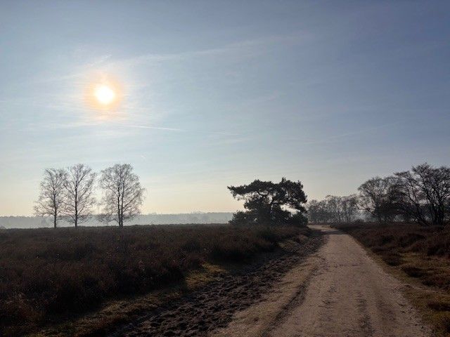Een zonovergoten zandpad door een veld met kale bomen op een mistige dag.