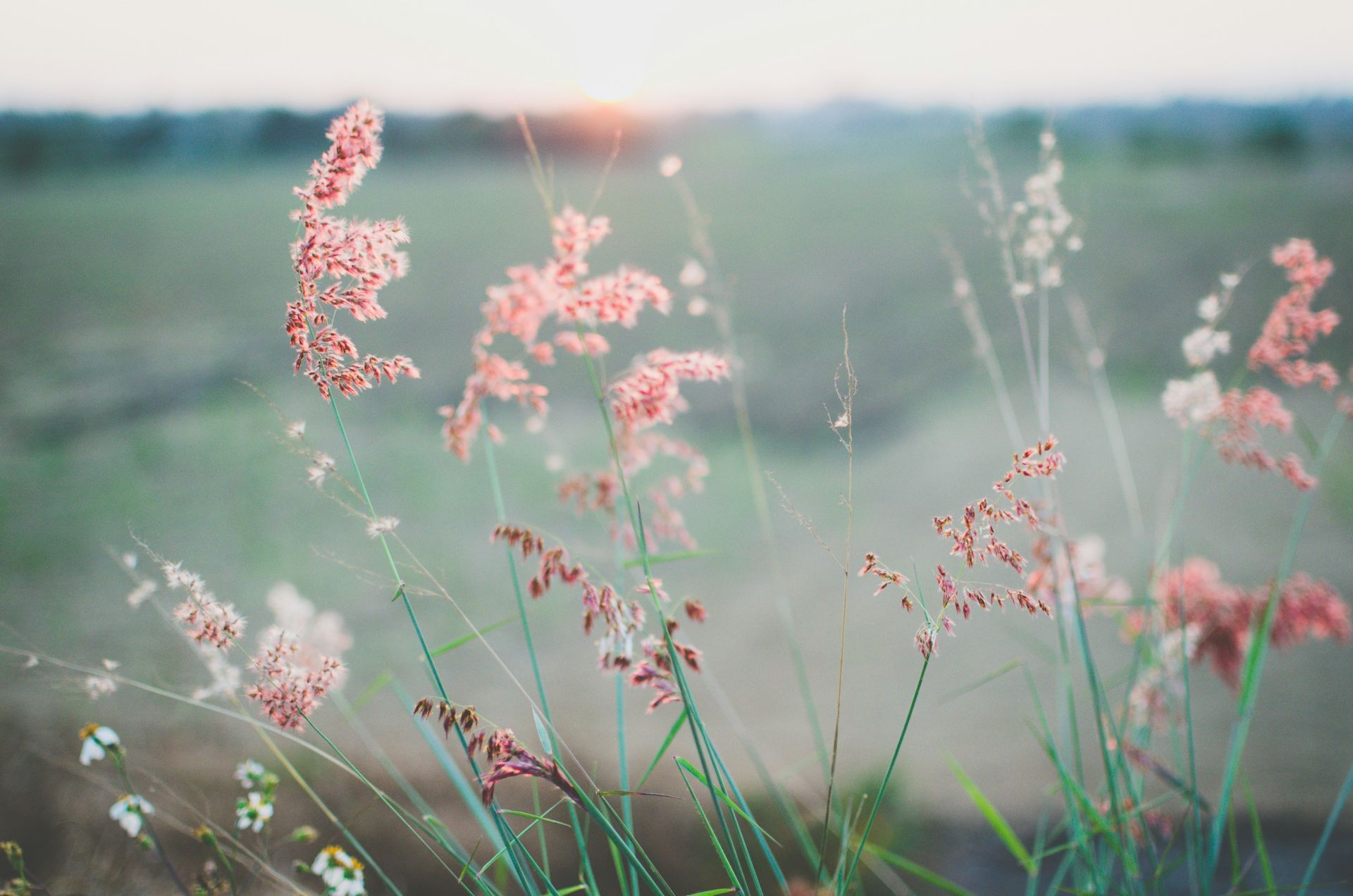 Roze en witte wilde bloemen waaien in de wind, met een wazig veld en een zonsondergang op de achtergrond.