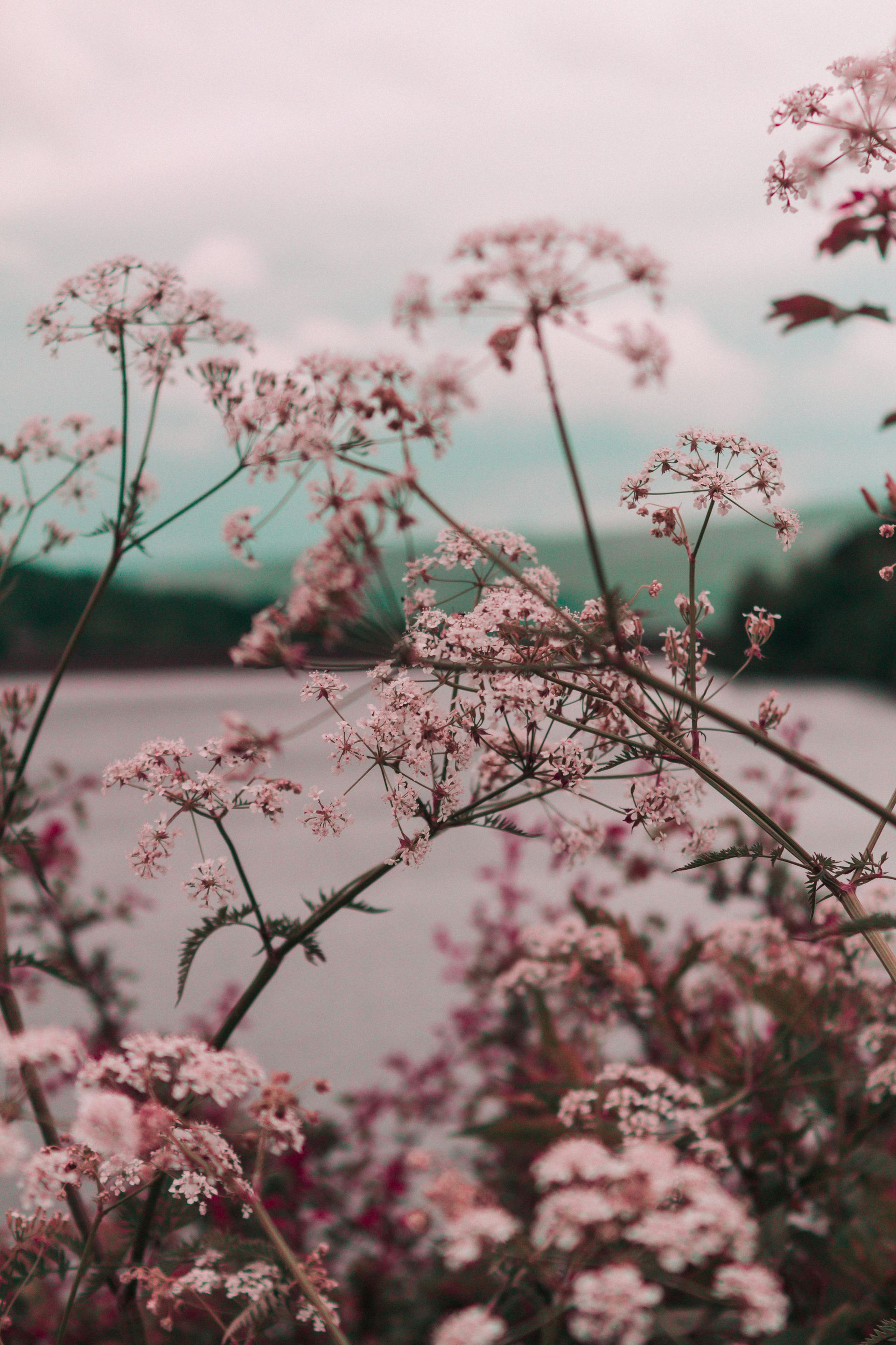 Fijne roze wilde bloemen omlijsten een meer, met een zacht turkooize lucht op de achtergrond.