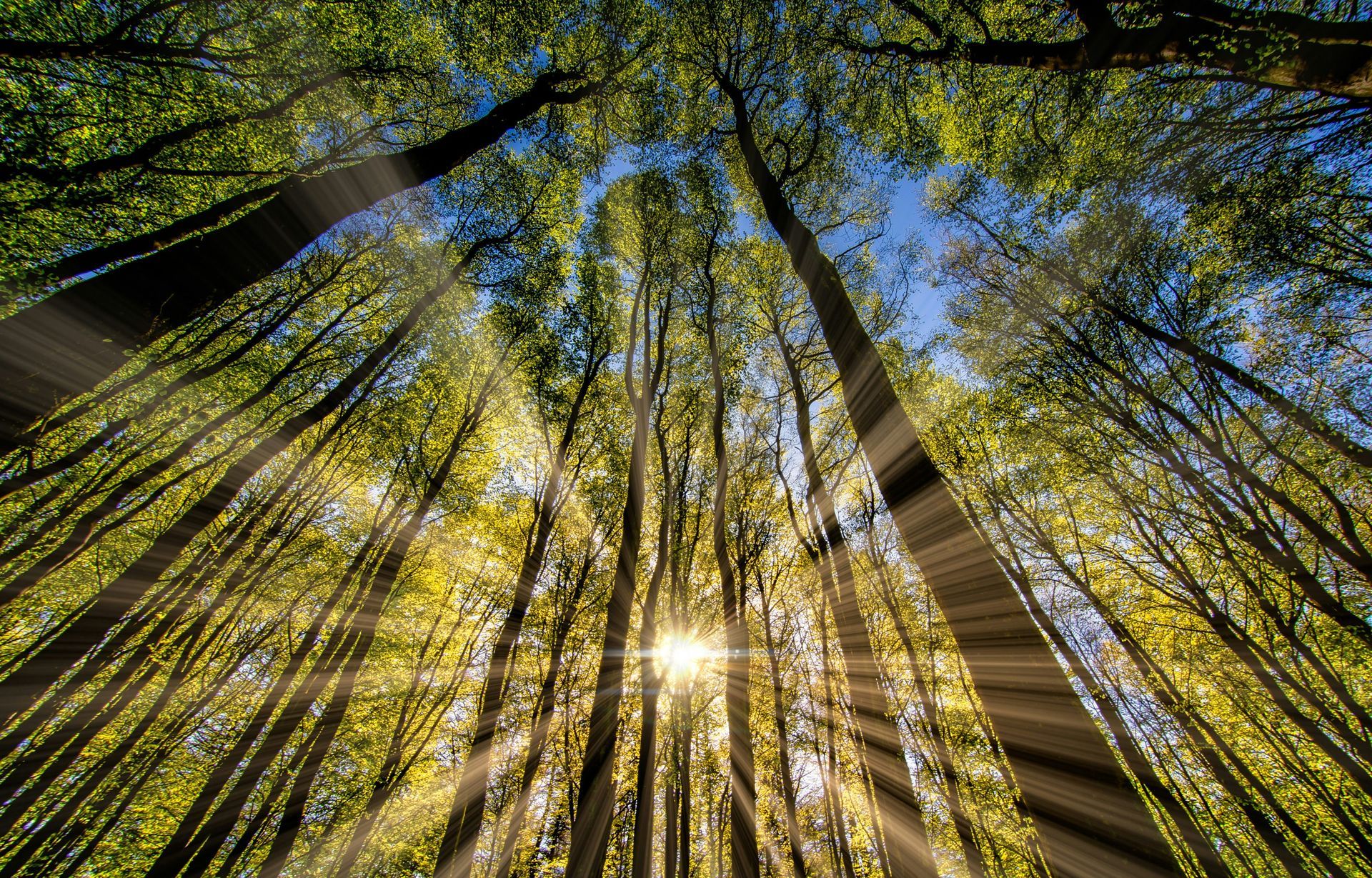 Zonlicht schijnt door de hoge bomen in een bos en verlicht de bladeren en de hemel.