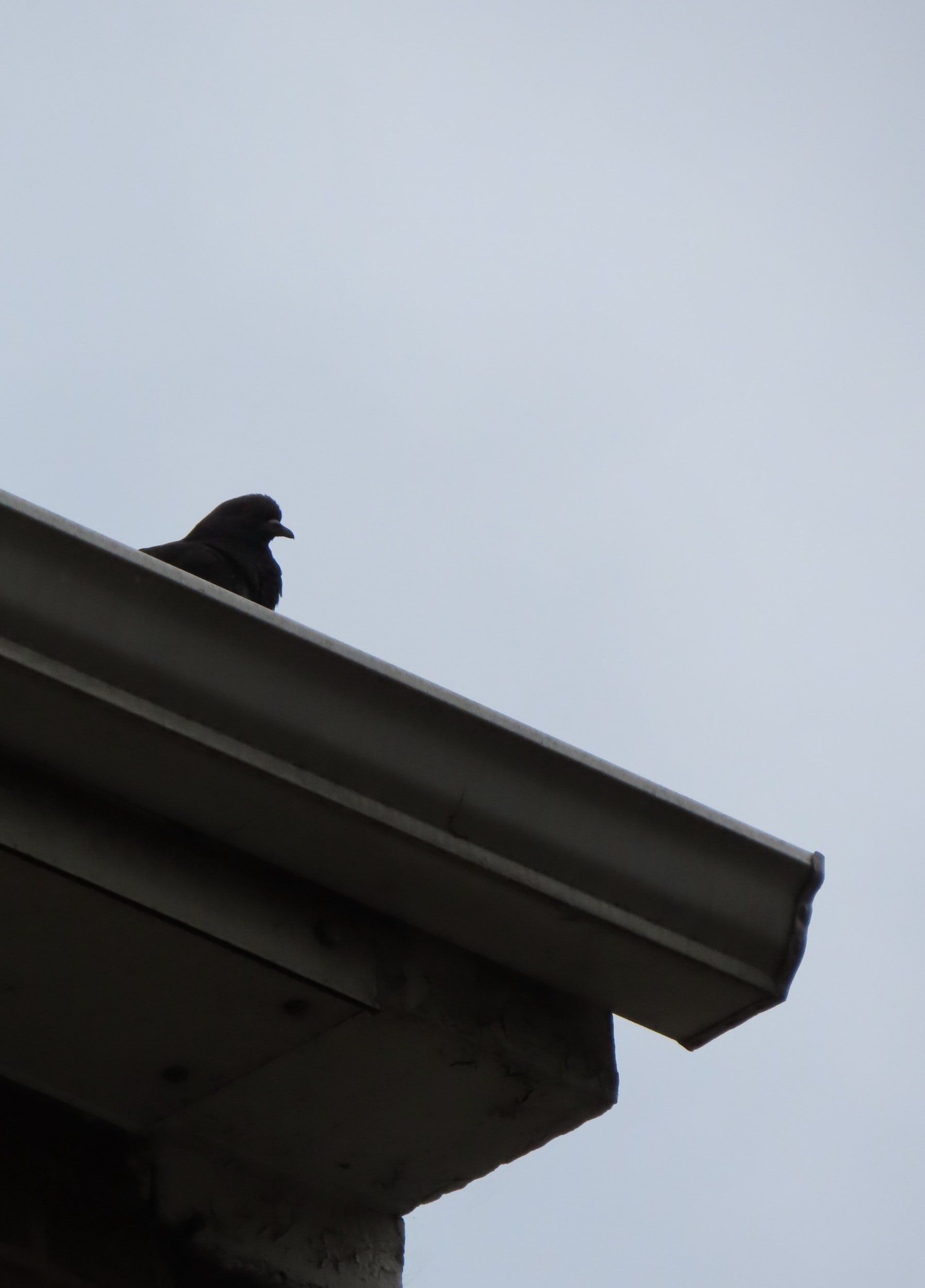 Dark bird perched on the edge of a roof against a cloudy sky