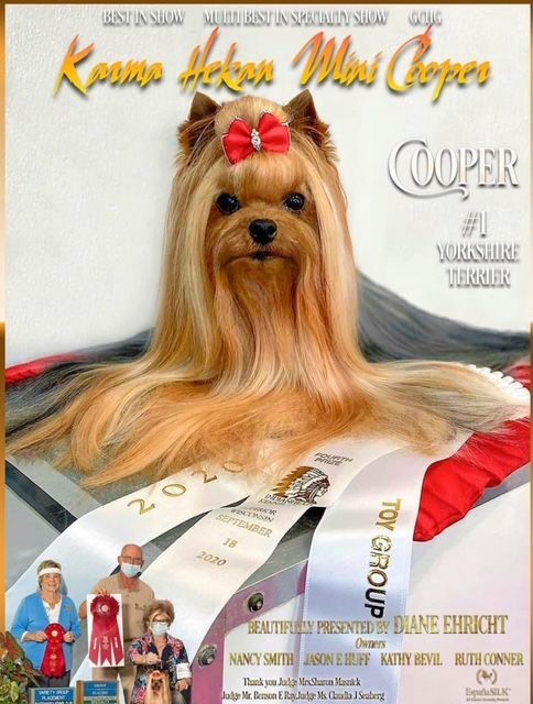 Yorkshire Terrier,