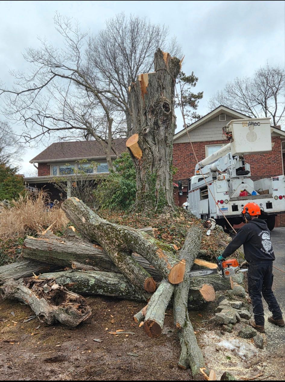 Worker using a bucket truck to cut down a large tree beside a house, with fallen logs in the yard.