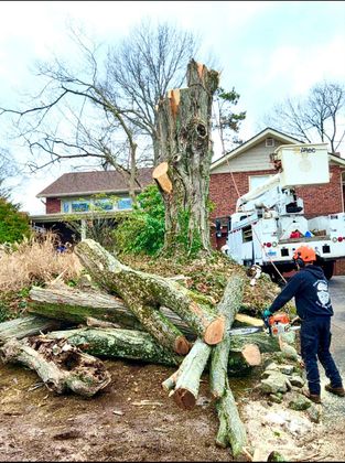 Tree removal crew clearing fallen branches in front of a house, with a truck and chainsaw equipment.