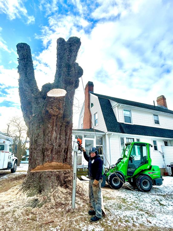Worker and green loader trimming a large tree beside a snowy house yard