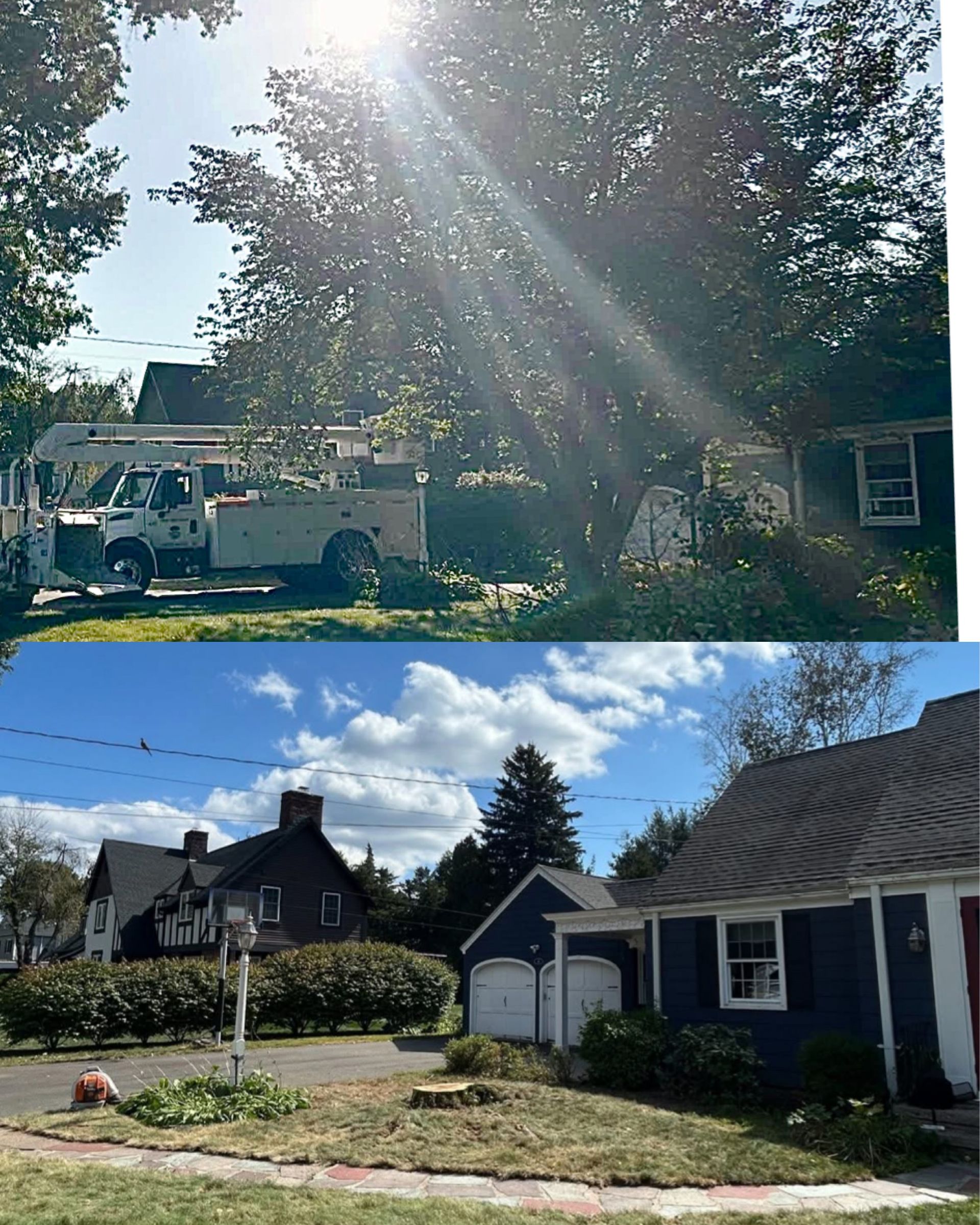 Split-view of a sunny suburban yard with houses, trees, driveway, and a front lawn