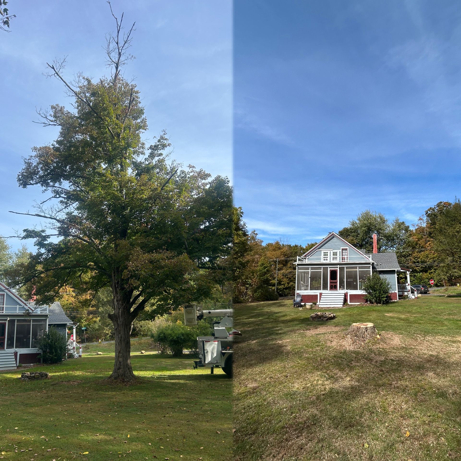 Large tree in a grassy yard beside a white house under a clear blue sky