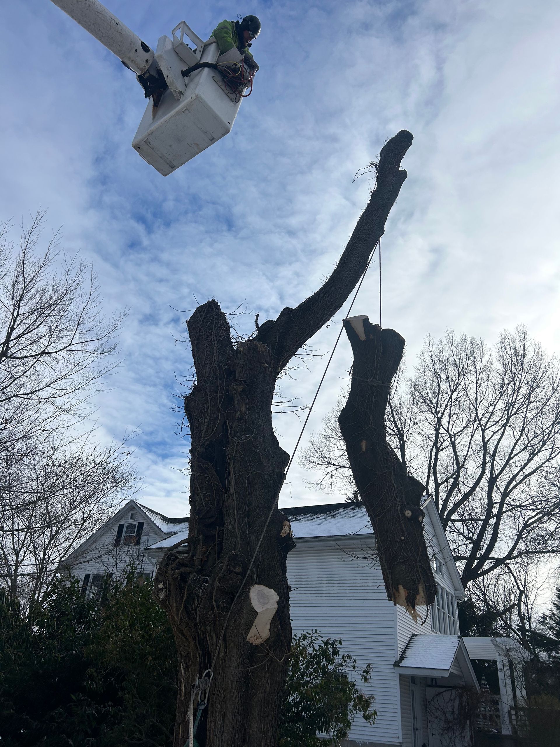 Tree worker trimming tall branches with a bucket lift beside a house in winter