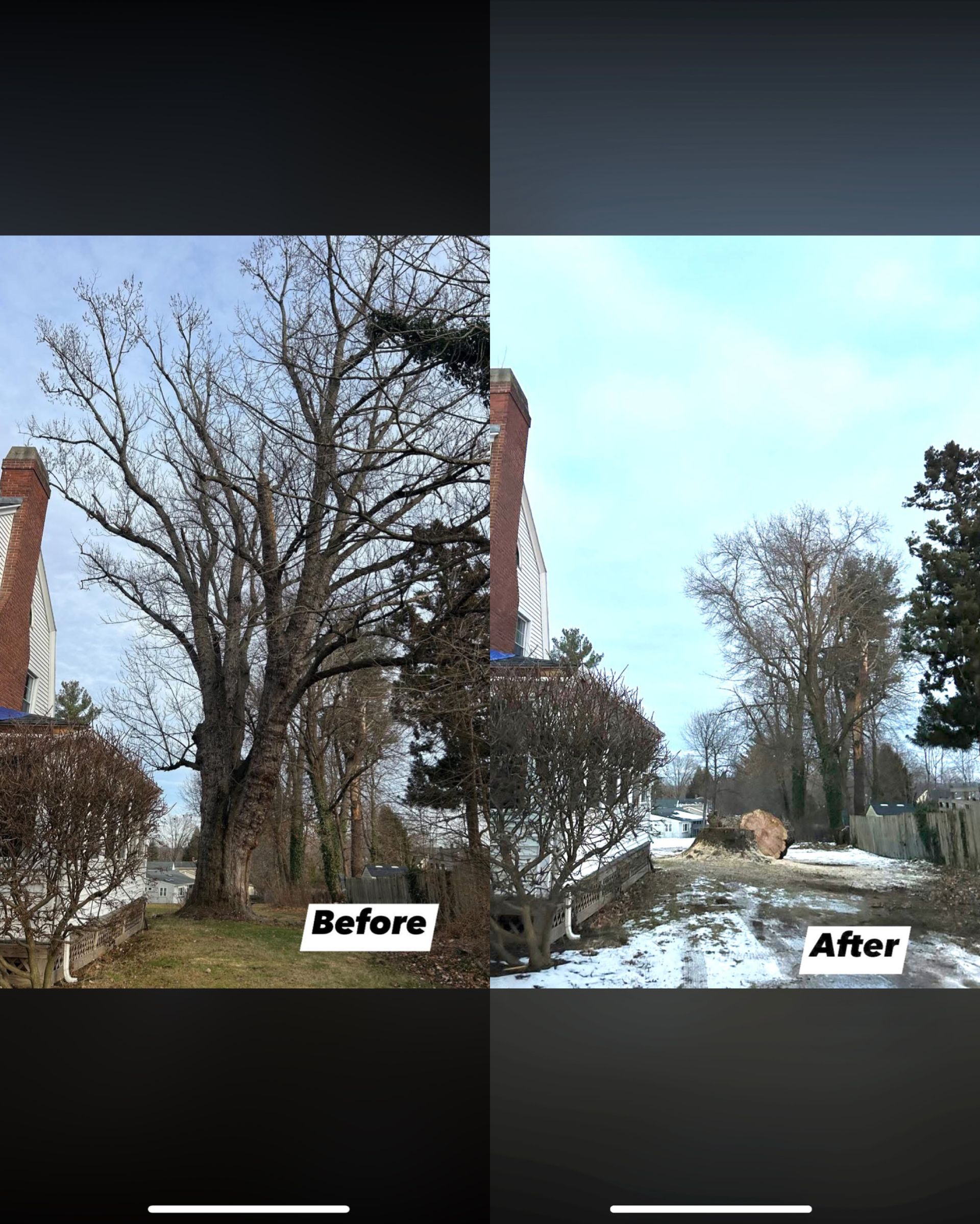 Before-and-after split view of a leafless tree and yard, showing a trimmed or removed branch on the right.