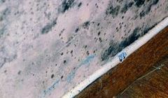 Mold growth on a wall. Is it harmful? What can be done to remove it?