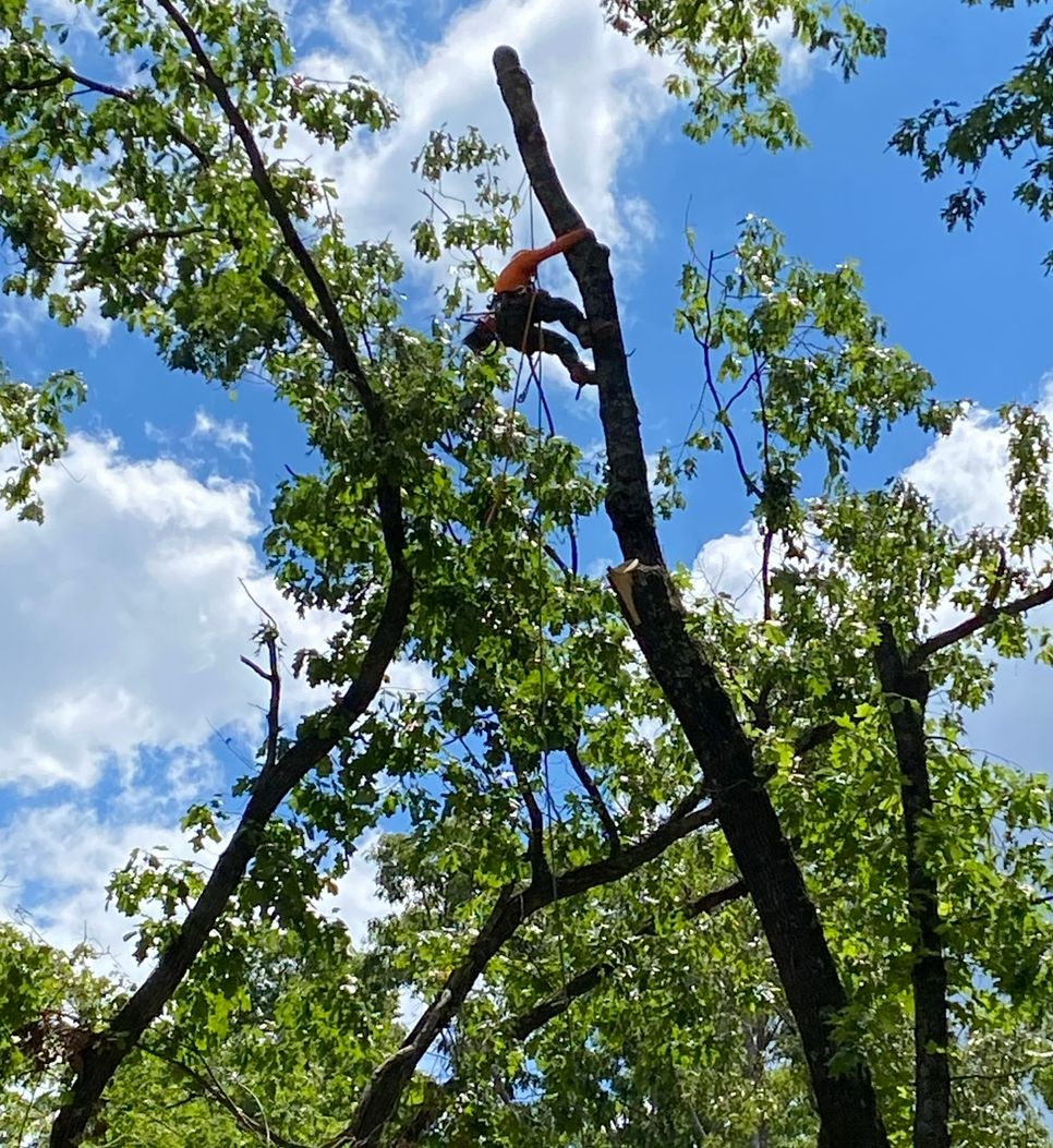 Trimming with chainsaw