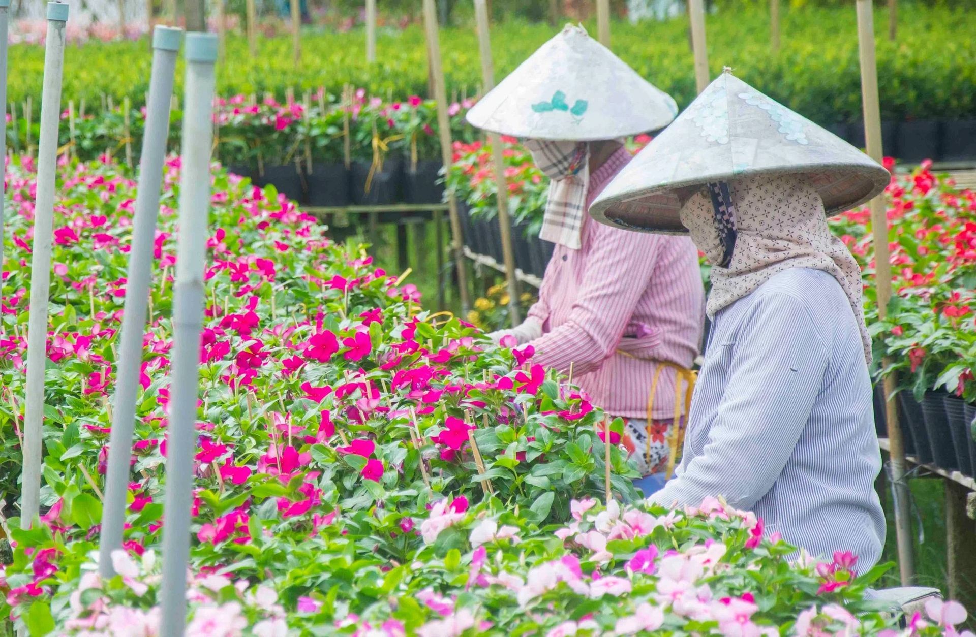 Local farms taking care of their flowers in mekong