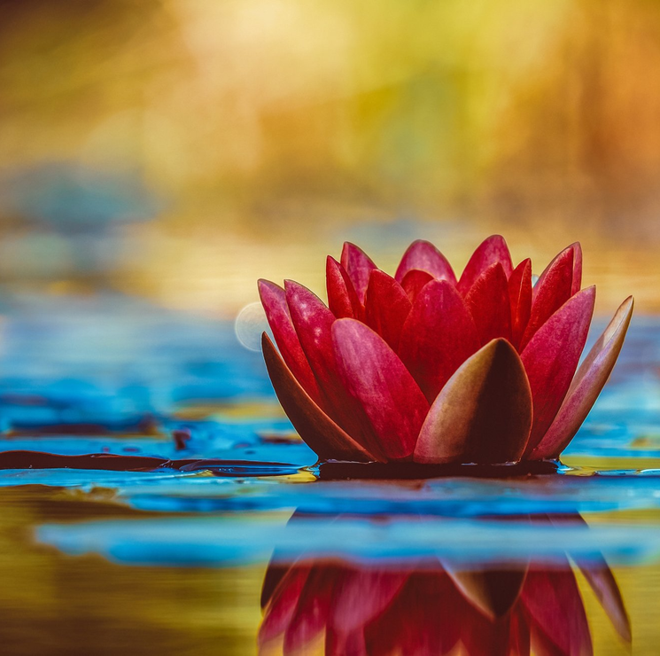 Lotus