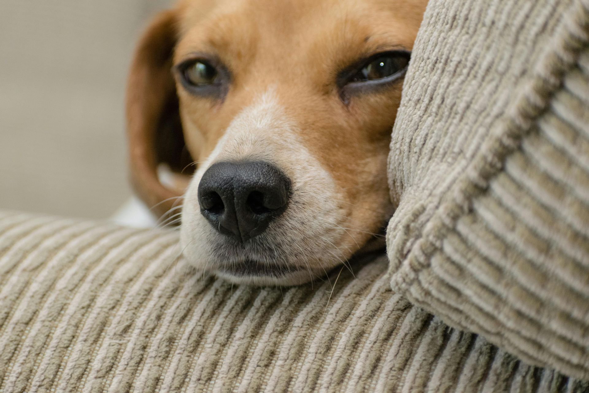 Beagle resting head on tan sofa; brown and white fur, tired expression.