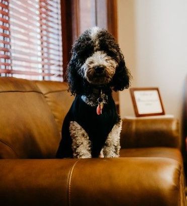 therapy dog Peoria Il