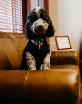 A black and white dog is sitting on a brown leather couch.