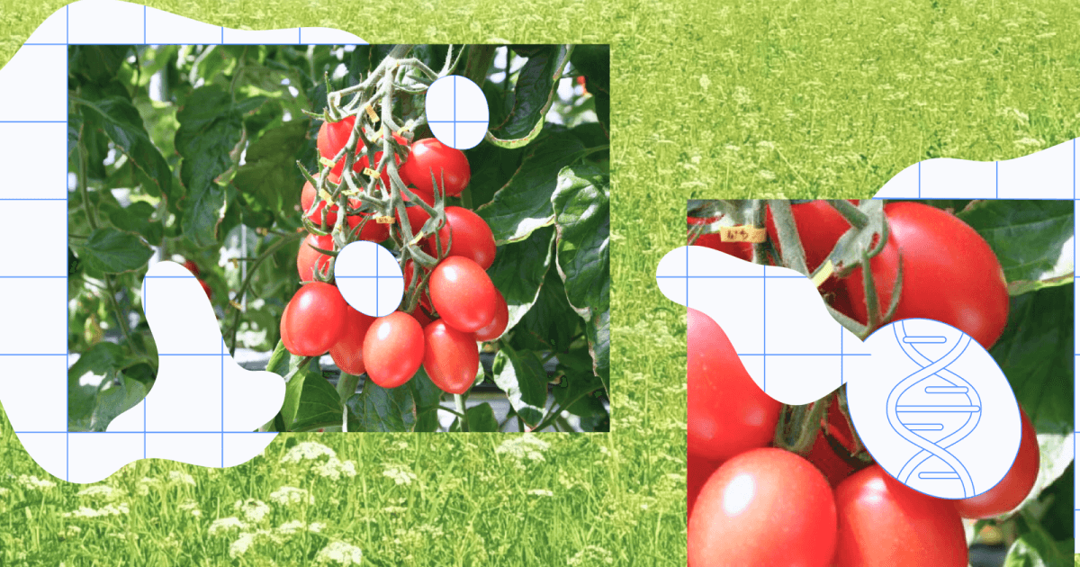 gene-edited tomato