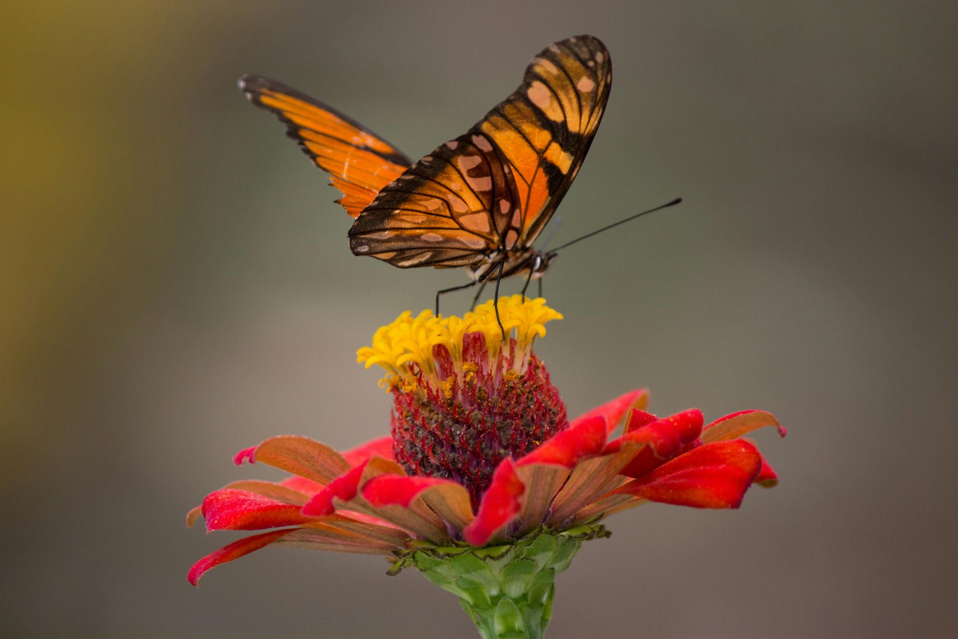 A vibrant orange butterfly with black markings resting on a bright red zinnia flower against a soft, blurred background.