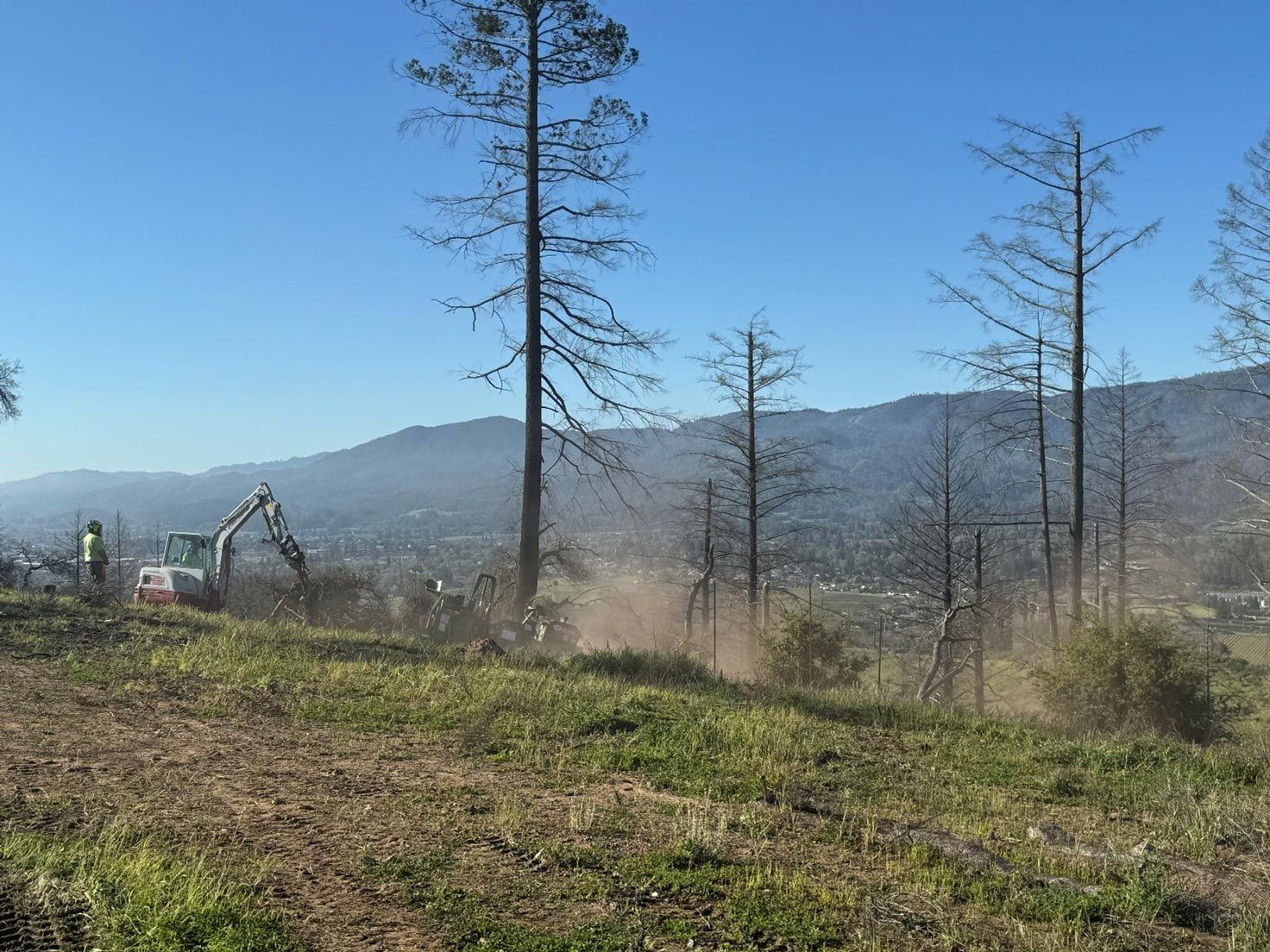 Tree Care Services – Calistoga, CA – Pacific Tree Care