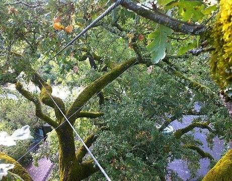 Cable And Bracing — Calistoga, CA — Pacific Tree Care