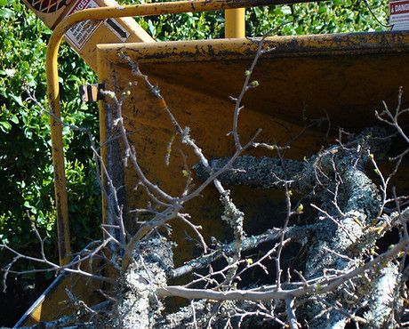 Brush Clearing — Calistoga, CA — Pacific Tree Care