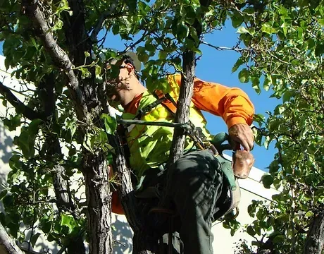 Man Pruning Tree — Calistoga, CA — Pacific Tree Care Man Pruning Tree — Calistoga, CA — Pacific Tree Care