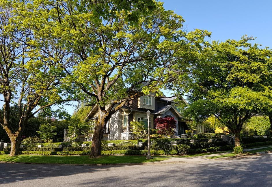 Trees Near House — Calistoga, CA — Pacific Tree Care Trees Near House — Calistoga, CA — Pacific Tree Care