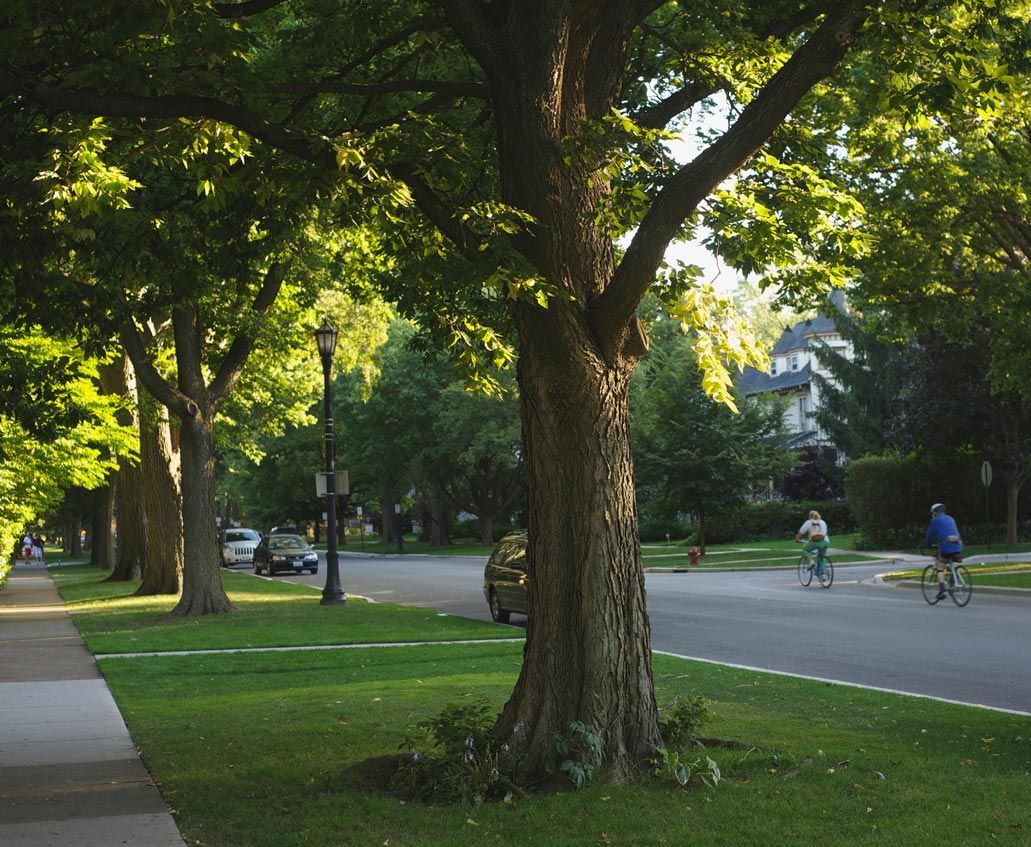Trees On Street — Calistoga, CA — Pacific Tree Care Trees On Street — Calistoga, CA — Pacific Tree Care