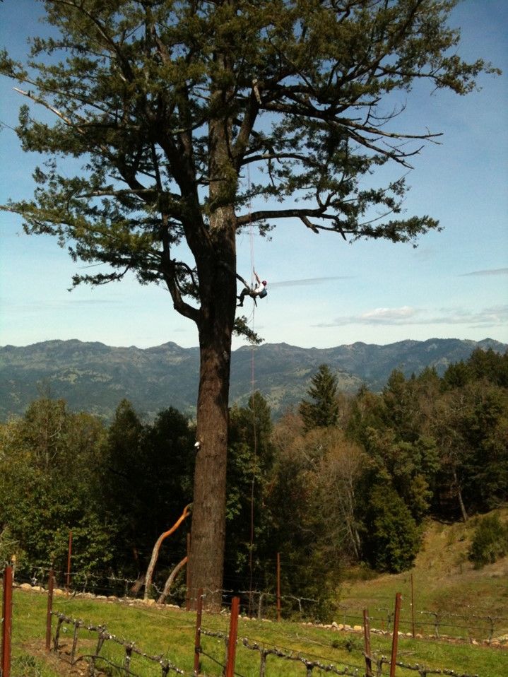 Man Climbing Tall Tree — Calistoga, CA — Pacific Tree Care