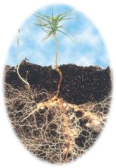 Plant Rooting — Calistoga, CA — Pacific Tree Care