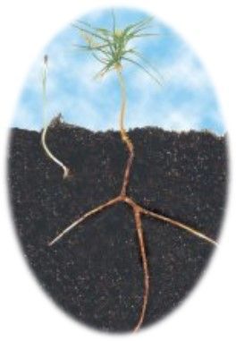 Plant — Calistoga, CA — Pacific Tree Care