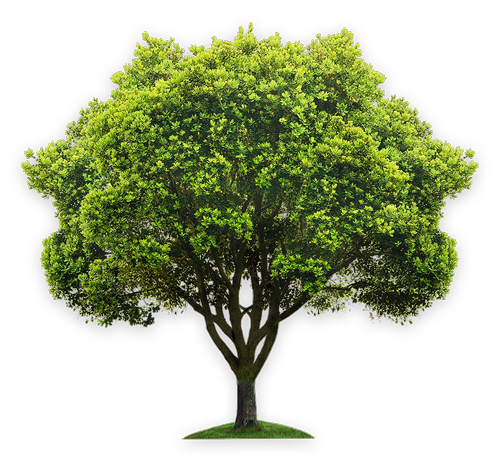 Tree — Calistoga, CA — Pacific Tree Care Tree — Calistoga, CA — Pacific Tree Care