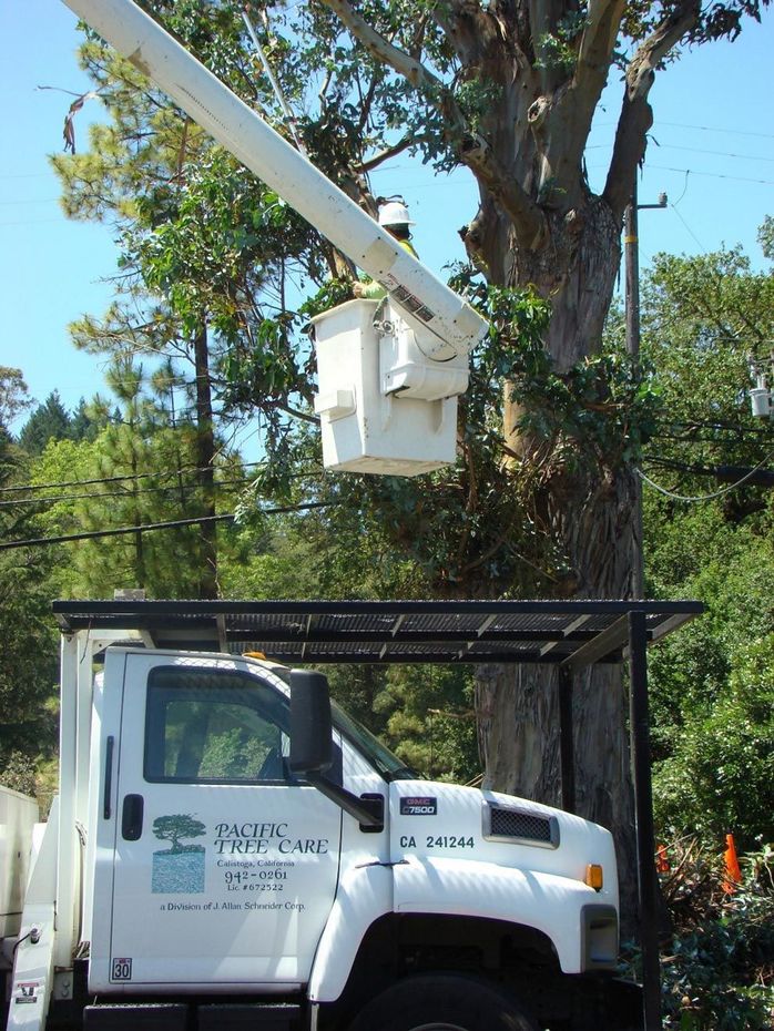 Pacific Tree Care Truck With Man On Bucket — Calistoga, CA — Pacific Tree Care Pacific Tree Care Truck With Man On Bucket — Calistoga, CA — Pacific Tree Care