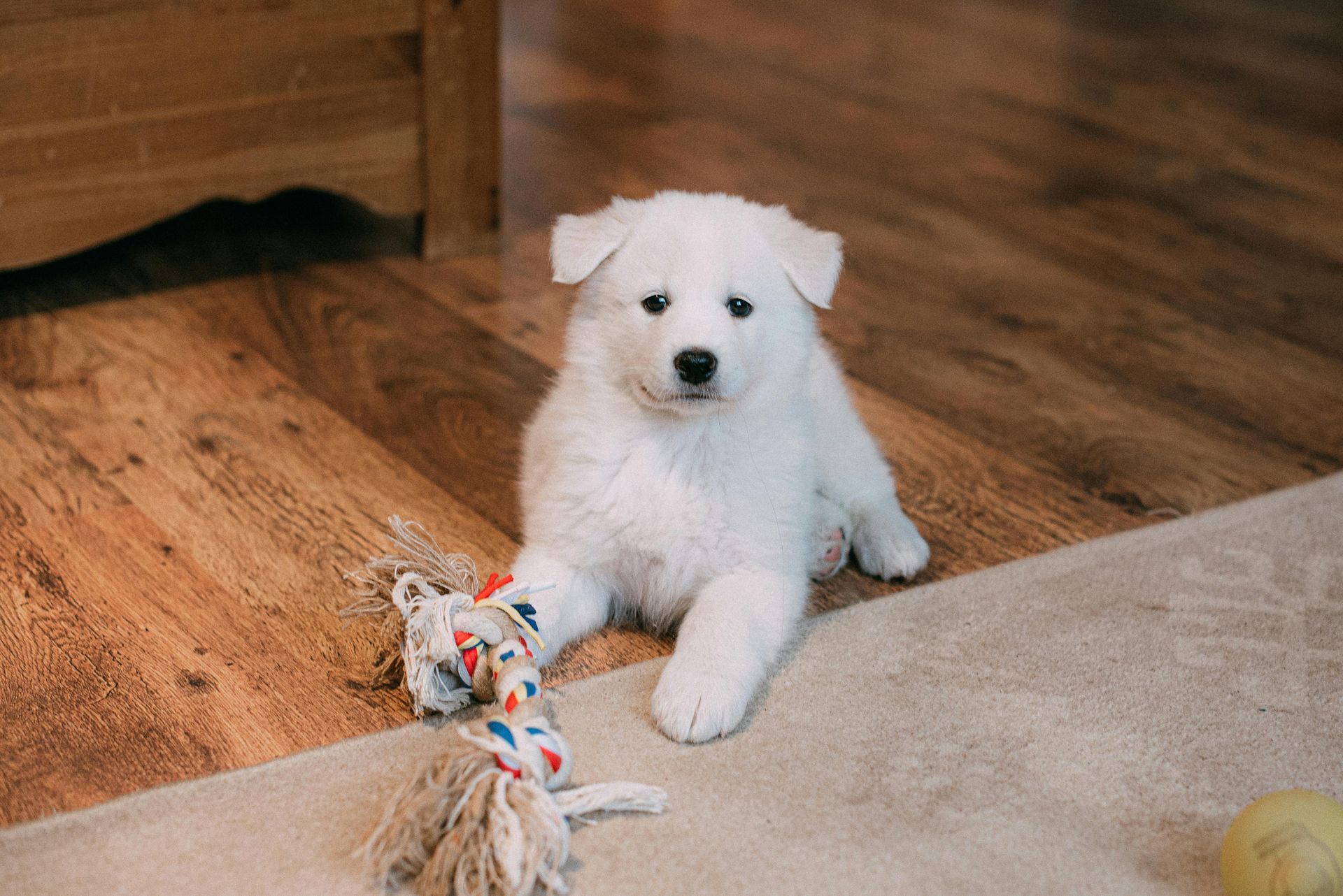 Pet-Friendly Summer Flooring