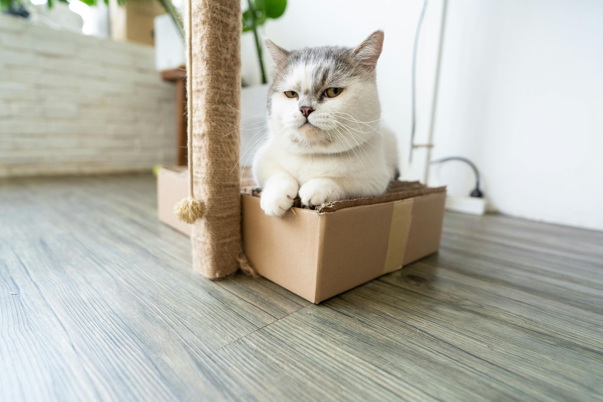 Scratch-Resistant Flooring