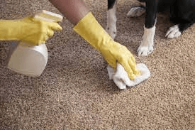 How to Get Smell Out of Carpet