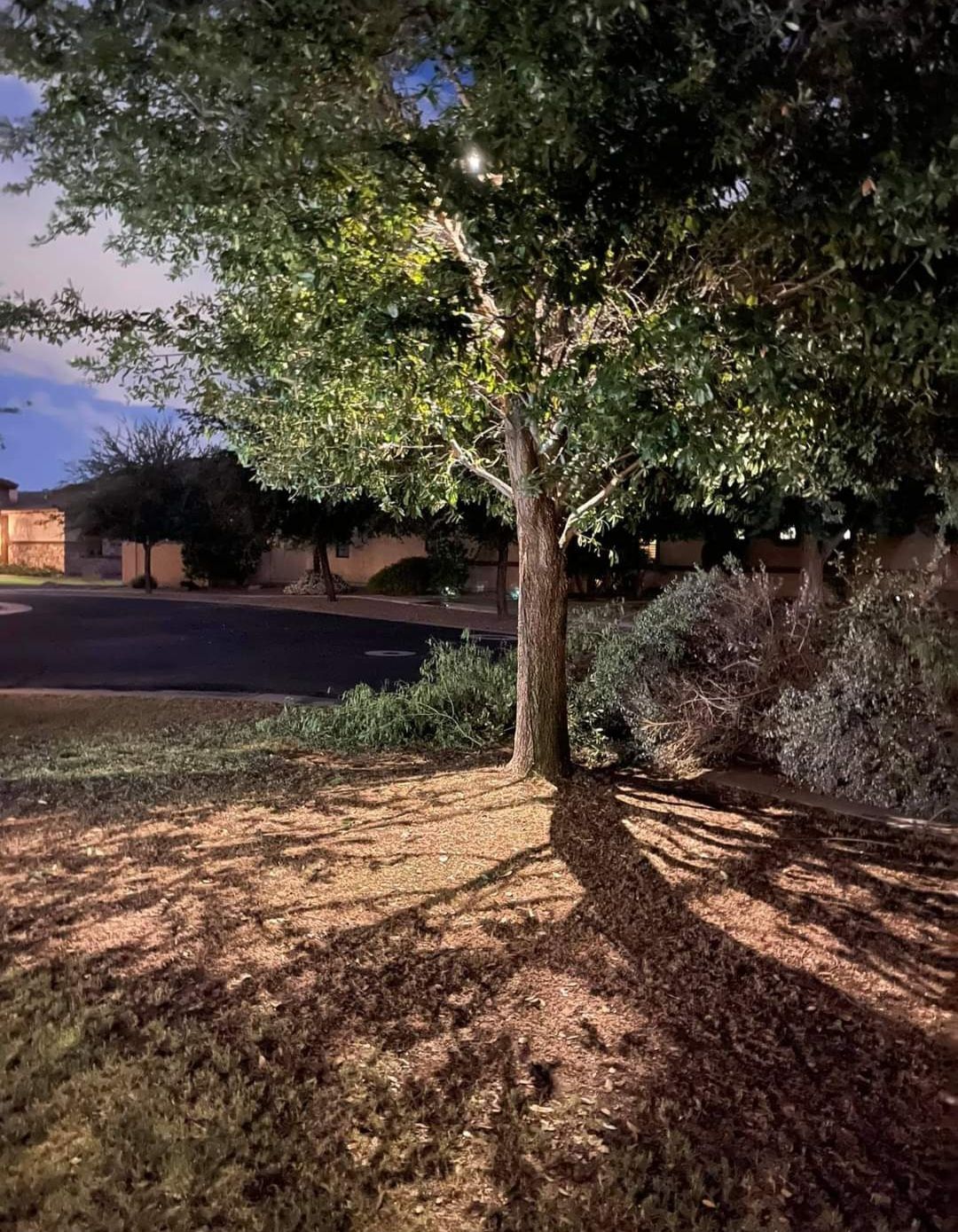 Tree down lighting