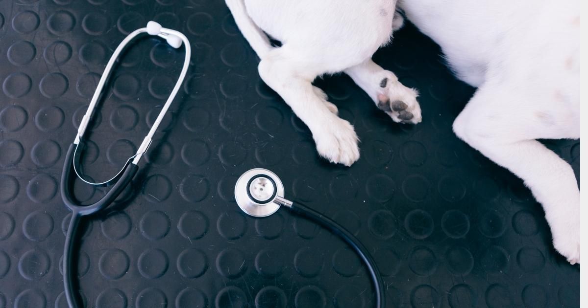 A stethoscope rests on a black rubber mat next to the paws of a white dog.