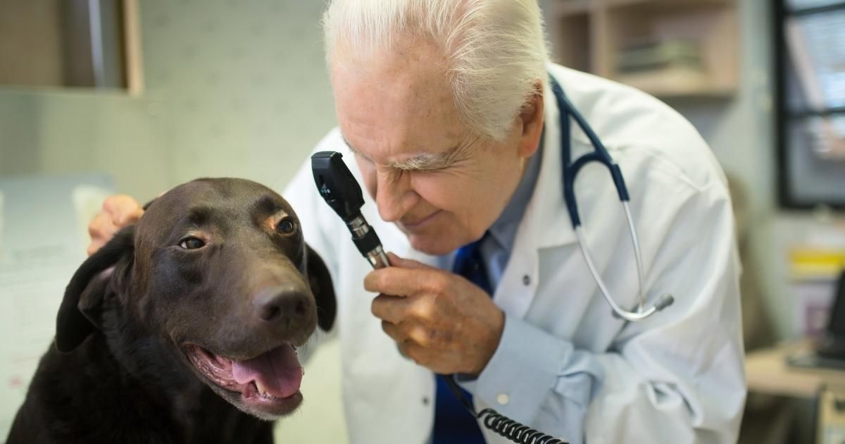 Veterinarian examining a brown dog's eye with an ophthalmoscope in a clinic.