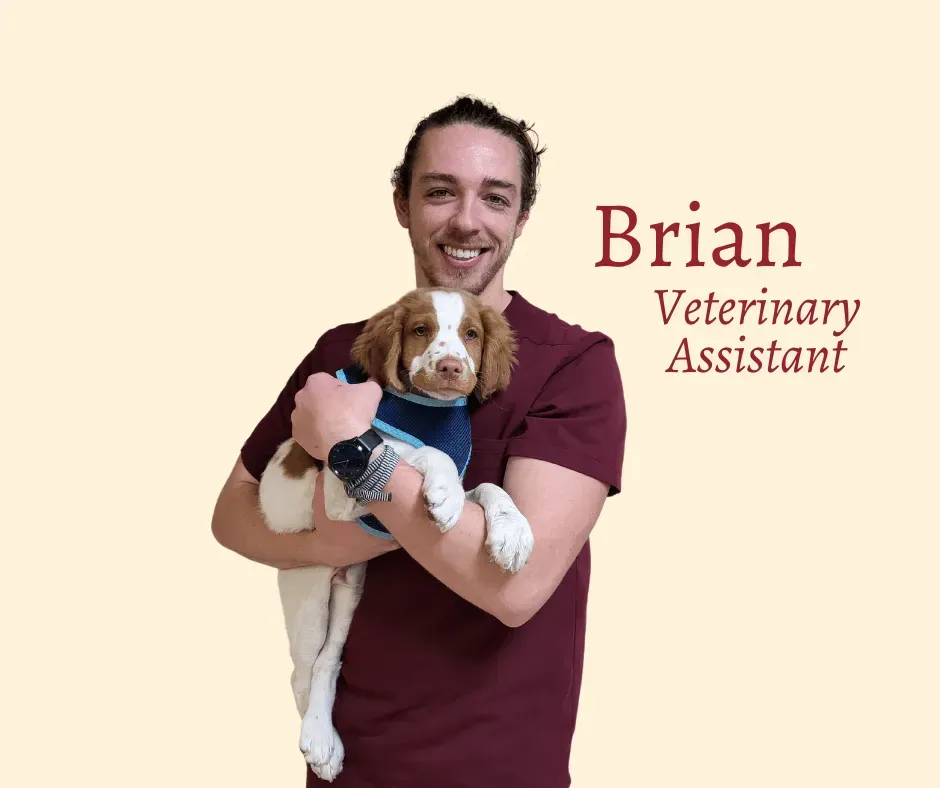 Veterinary assistant Brian holding a small puppy with brown and white fur; both smiling.